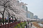 Kim Jungwha-day